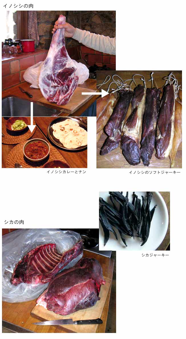 �C�m�V�V�A�V�J���̎��蕨