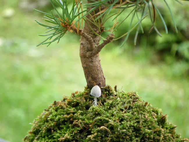 �ۋʂ̍��{����o�Ă����L�m�R