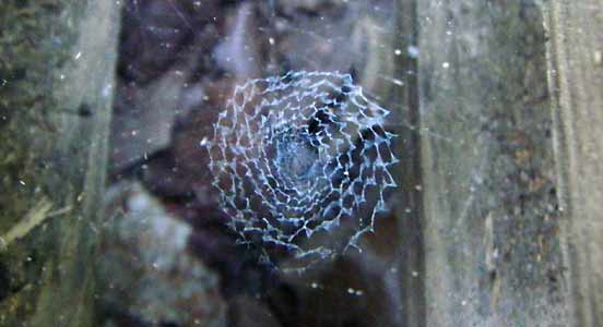 ���ʊg��A�����R�Z���`