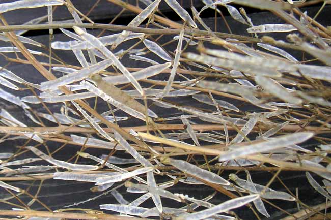 ������o������̔������k�̗l�q