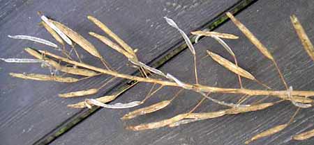 ������o���O�̏�t���̎}�S��