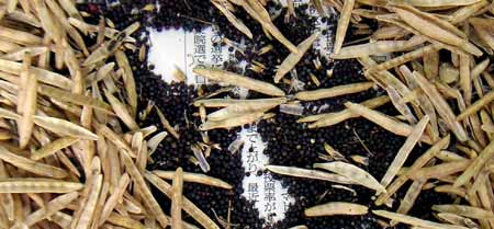 �͂�����悤�ɂQ�Ɋ�����Əo�Ă�����A�����镶���͐V���̕���