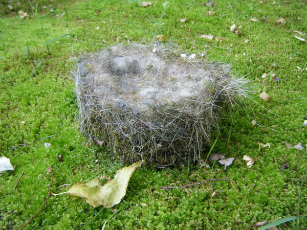 �V�t�H���P�[�L�̂悤�ȃV�W���E�J���̑�