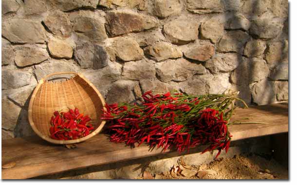 �g�E�K���V�̎��n