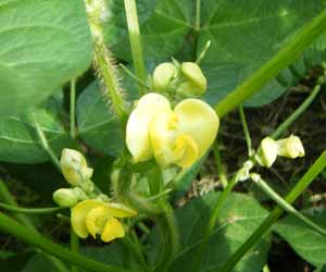 �A�Y�L�̉�