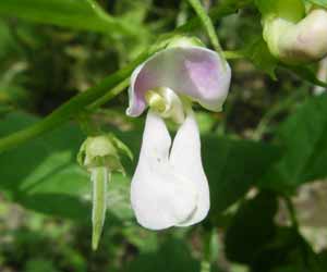 �吳�������̉ԂƏ����ȏ�