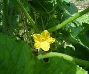 �l�t�L���E���̉�