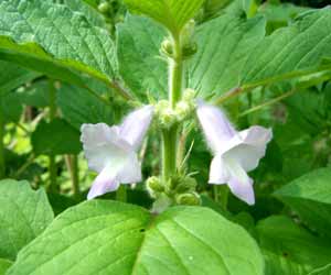 ���Ӗ��̉�