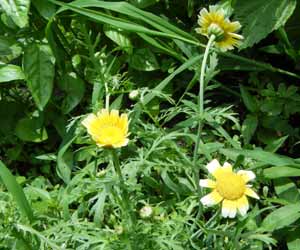 �V�����M�N�̉�