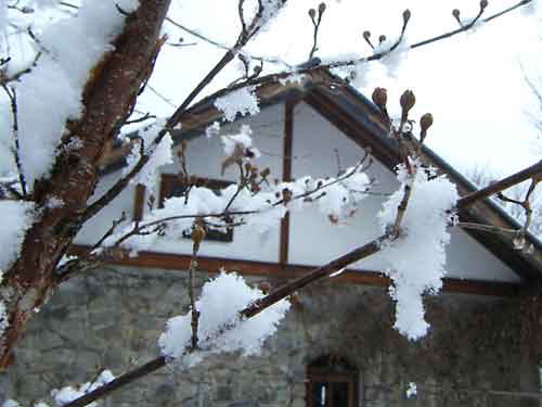 �T���V�����̎}�ɐς����