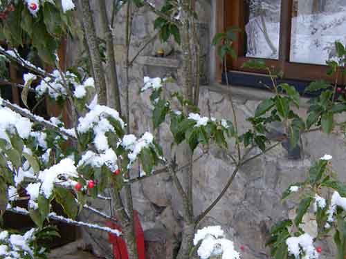 �\���S�̗t�ɐς����