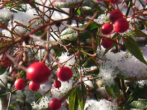 �i���e���̗t�ɐς����