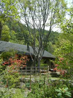 �傫�ȃP���L�̖؂Ɓi�^�񒆁j���}�c�c�W