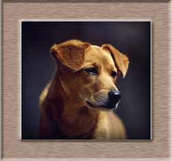 ���㈤���r�r�̂Q�΂̍�