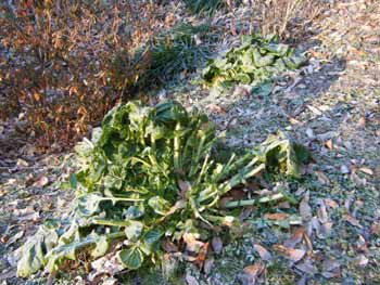 ���̖쐶�^�A�T�C���A���ɐH�ׂ���