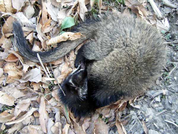 �n�N�r�V���̎���