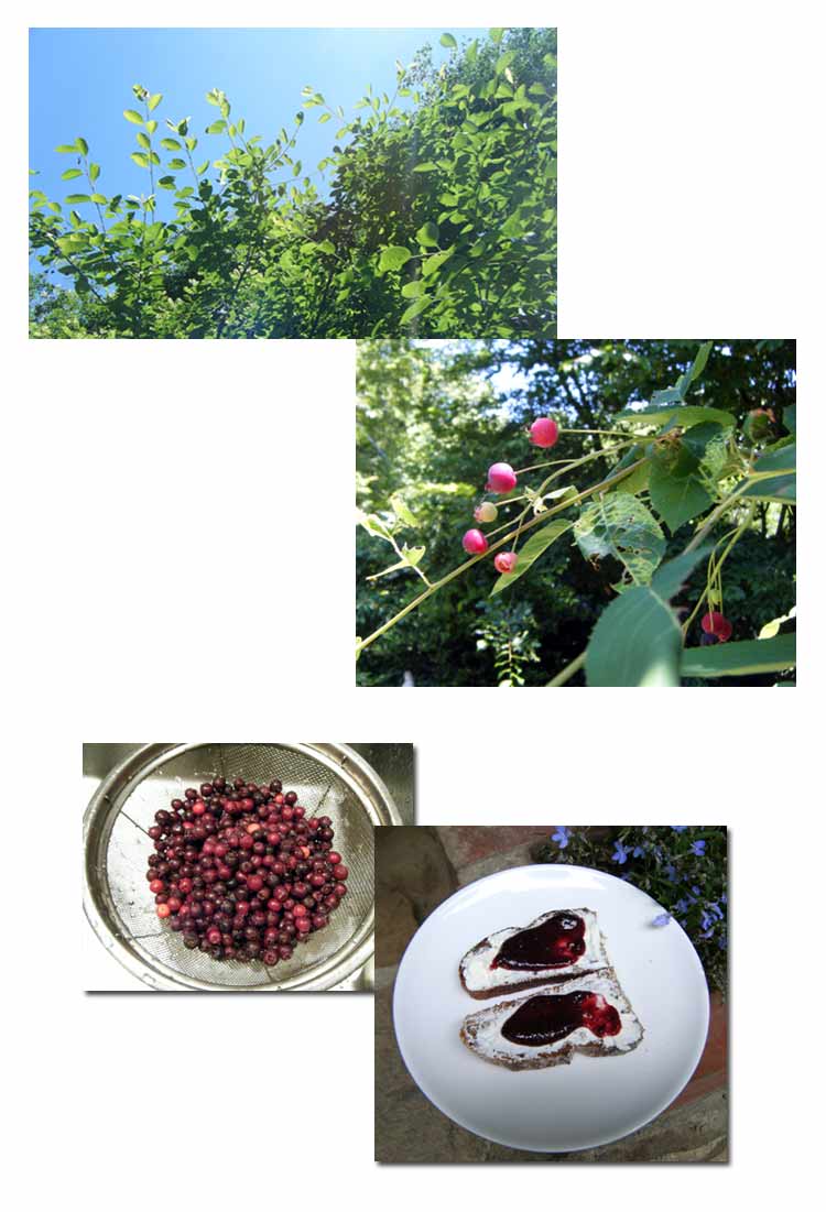 �W���[���x���[�̐Ԃ������W�����ɂ��Ă݂܂���