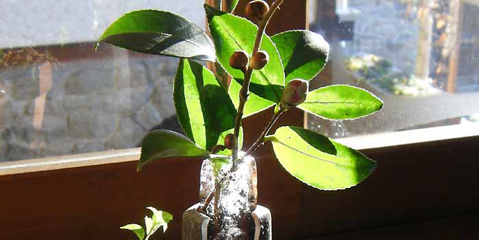 �t���Ɍ���X�Ɨt����