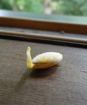 �J�{�`���̃^�l�̔�����