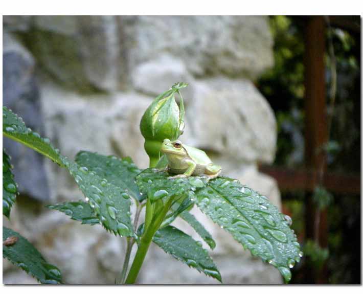 �o���̗t�̏�̃A�}�K�G��