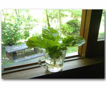 �䏊�̑��ӂɏ����Ă܂�