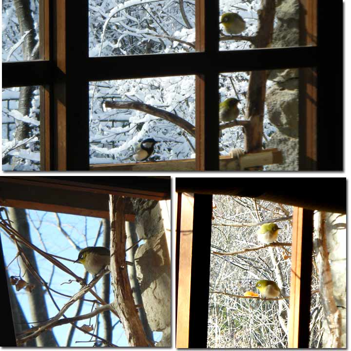 ���ӂ̉a��Ƀ��}�K���A�V�W���E�J���ȊO�ɂ����W��������悤�ɂȂ���