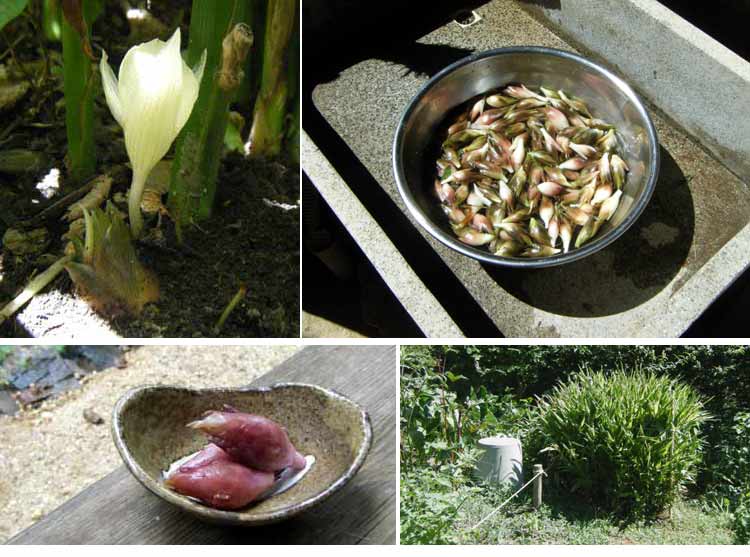 �~���E�K�̍̎�ƊÐ|�Ђ�