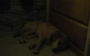 �^���X�����ŐQ��u�炭�v