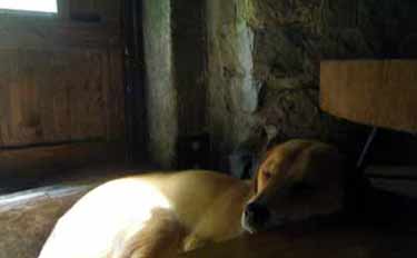 �ۂ������̏��ɂ������̂��ĐQ��u�炭�v