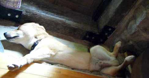 �ۂ������̌C�E���̃R���N���[�g�̏�Ńw�\�V