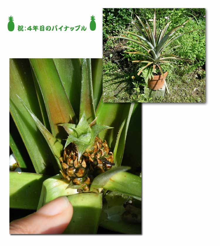 �H�ׂ���̗t��y�ɕ����ĂS�N�A�������񂾉摜