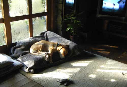 �����𗁂тē��������Ă��Ă�����炭