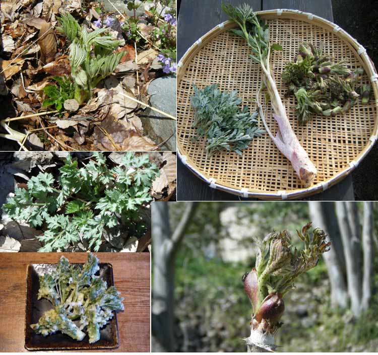 �~�n���Œ��B�ł���t�̎R��