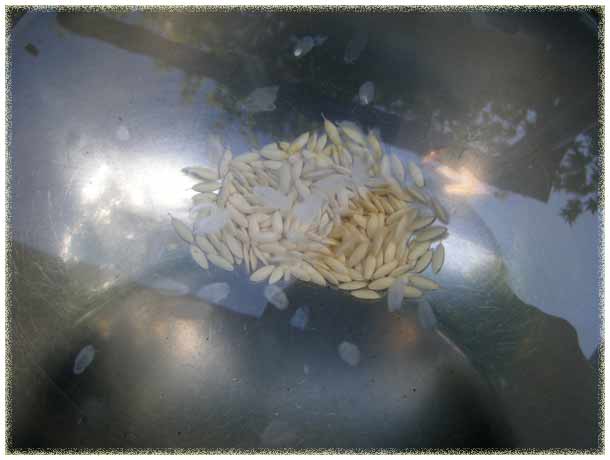 �{�[���ɒ��������̒��A�X�[���[�̎�Ƃ�/�󂪉f�肱��