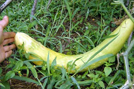 ����Ȃɑ傫���A���F�ɏn���܂���