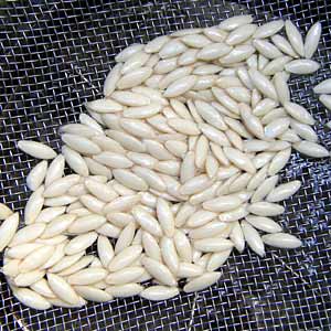 �傫�������������킪�o���Ă��܂�