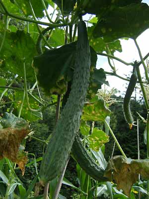 �g�Q�������i��