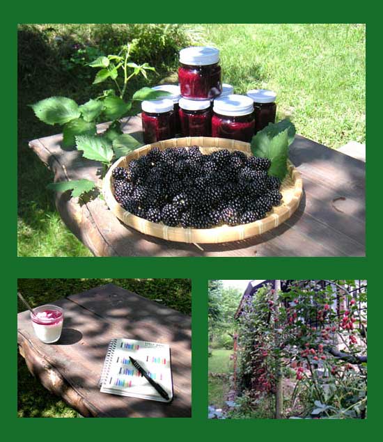 �u���b�N�x���[�̎��ƃW�����A���_�d���Ă̖؂̏Љ�