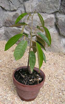 �Q�N�ڂ̃h���A��