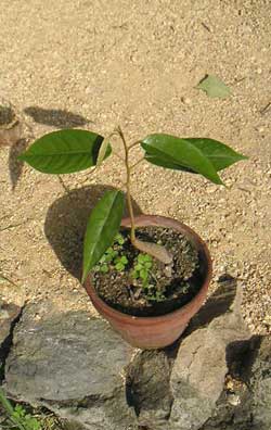 ��N�ڂ̃h���A��