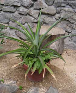 �p�C���A�b�v��