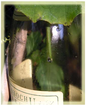 �w�`�}�̌s�̐�[���痎����w�`�}��