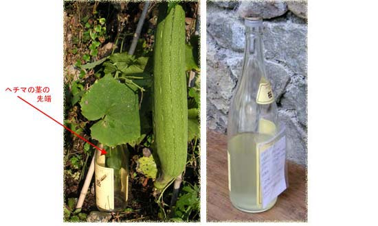 �w�`�}�����Ƃ��Ă���Ƃ���ƍ̂ꂽ�w�`�}��