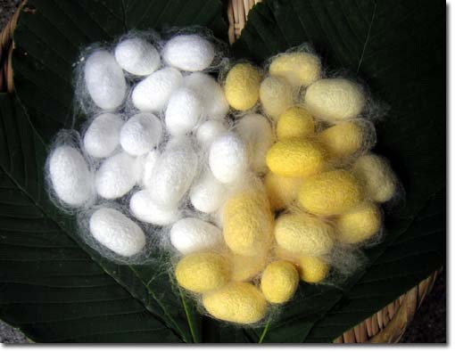 �\�̉��F�Ɣ��̖�