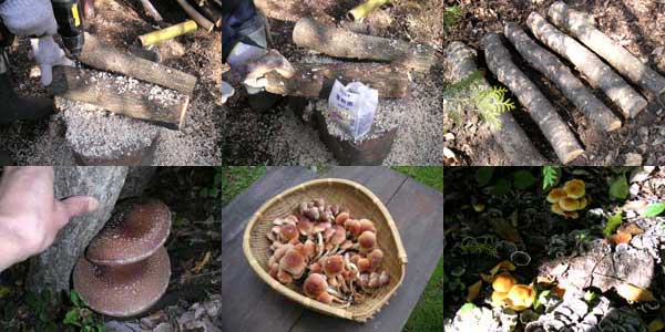 ���낢��Ȃ��̂��Ƃق��؂ɋۂ�łl�q