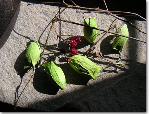 �E�X�^�r�K�̃}���ƃK�}�Y�~