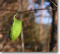 �E�X�^�r�K�̃}��