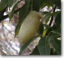 ���}�}���̃}��