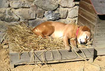 ワラの寝床に寝る犬