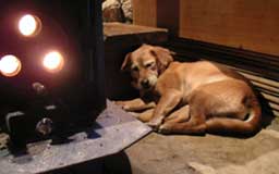 薪ストーブの横に寝る犬